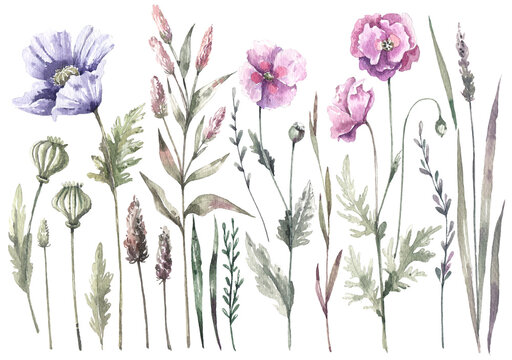 Floral seamless horizontal border with hand drawn watercolor wildflowers isolated on white background. Delicate flowers background. Purple and pink poppies.