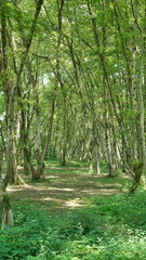 The beautiful woods view with the green trees and countryside road in summer