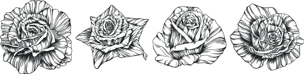 Roses outline vector set. Flowers hand drawn.