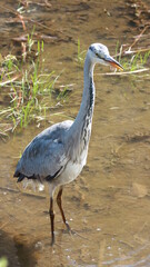 水辺でエサを探すアオサギの幼鳥