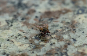 Close up photo of fly