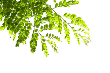 Obraz premium leaves and branches on a white background