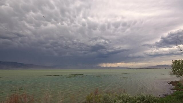 Flock of birds flying in the wind during storm moving over Utah Lake panning the structure and mammatus clouds.