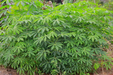 green grass background