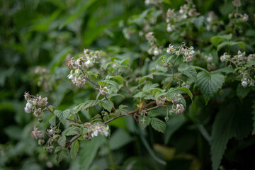 A flower of a raspberry. Flowering raspberries in the garden. Young sprout of raspberries in spring