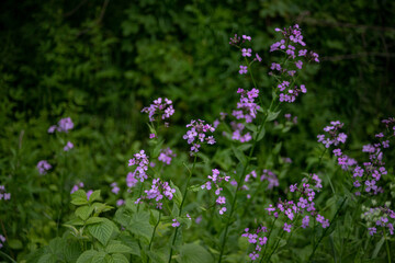 purple flowers in summer meadow