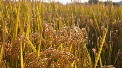 The rice harvesting field view full of the grow-up rice n autumn
