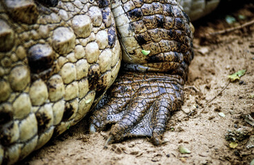 Cocodrilo narigudo o americano (Crocodylus acutus). Los Llanos.Masaguaral. Estado de Apure.Estado de Bolivar. Venezuela.