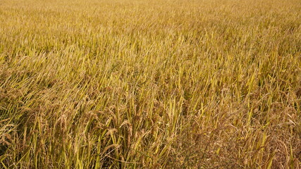 The rice harvesting field view full of the grow-up rice n autumn