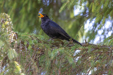Amsel in der Schweiz