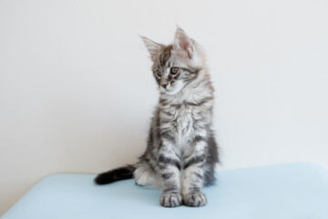 Maine Coon kitten on a beige background. Pedigree cat is a pet.