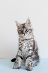Obraz premium Maine Coon kitten on a beige background. Pedigree cat is a pet.