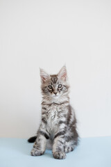 Maine Coon kitten on a beige background. Pedigree cat is a pet.