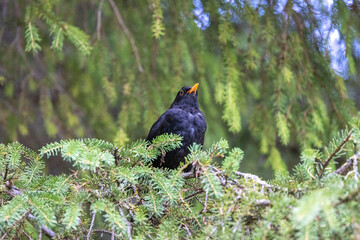 Amsel in der Schweiz