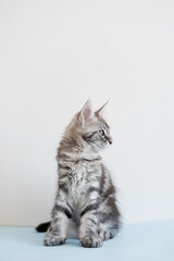 Obraz premium Maine Coon kitten on a beige background. Pedigree cat is a pet.