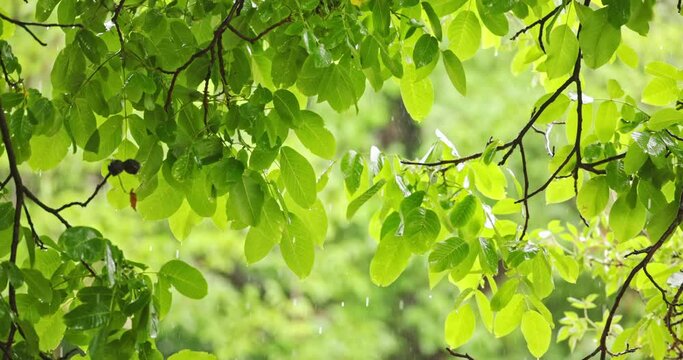 Heavy downpour with greenery closeup
