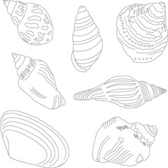 A set of hand-drawn shells. Marine kit. Linear illustrations.