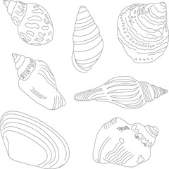 A set of hand-drawn shells. Marine kit. Linear illustrations.