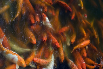 A pond teeming with koi carp of Orenji Ogon and other varieties - obrazy, fototapety, plakaty