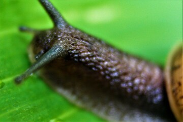 snail on a leaf