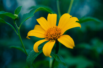 yellow flower