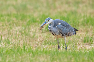 Der Graureiher (Ardea cinerea), auch Fischreiher genannt