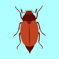 Chafer. View from above. Illustration