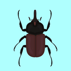 Rhinoceros beetle. Illustration, top view