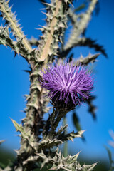 Cynara Carduncles. Thistle with lilac flower with blue sky in the background.