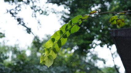 The beautiful summer landscape with the green ivy and trees in the garden in summer