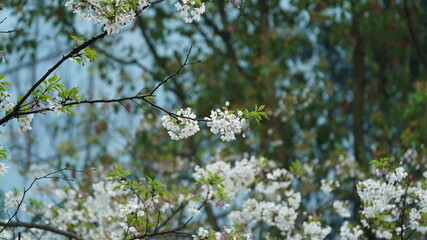 The beautiful summer flower blooming in the countryside in summer