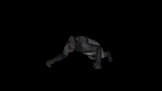 Old Gorilla Run animation.Full HD 1920&times;1080.6 Second Long.Transparent Alpha video.LOOP.