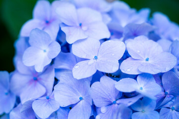 紫陽花−４