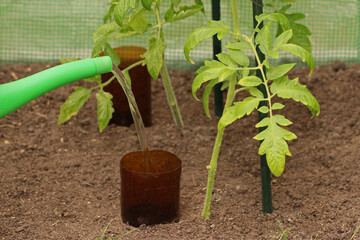 Watering tomato plant in the greenhouse with bottle irrigation. Water is poured from a watering can...