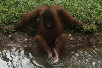 A little orangutan is playing in the water in the pond