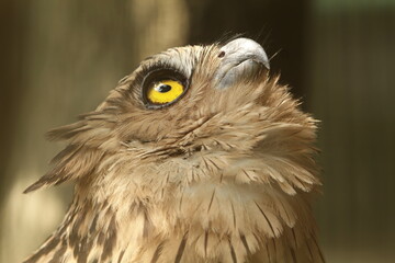 When an owl looks up