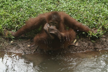 A little orangutan drinking with his feet © Pitokung