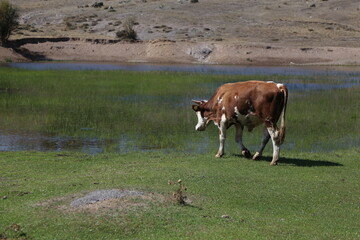 Free range cattle cows on a meadow. Black and white cows at green pasture. Cows grazing the fresh grass. Cow on a green lawn