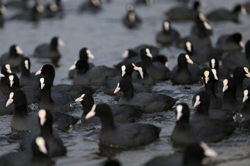 Lakeside and Sakarmeke (Fulica atra) birds and ducks living in the lake