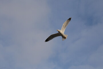 flying seagulls in the blue sky