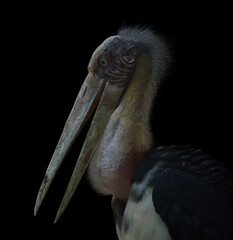 Painted stork bird isolated on black background