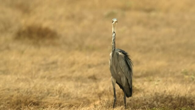 A black-headed heron stands in the desert plain of the African savannah in the Serengeti National Park, Tanzania.