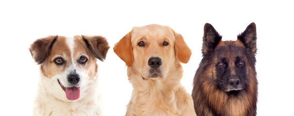Beautiful portrait of three dogs