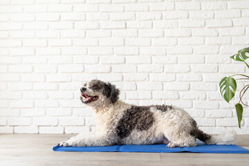 Cute mixed breed dog lying on cool mat looking up on white brick wall background - obrazy, fototapety, plakaty