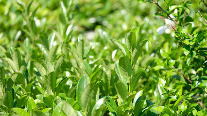 Green tea bushes with bright petals growing on plantation closeup background
