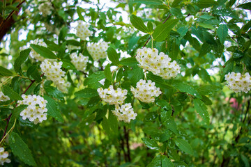White Spiraea Thunbergii (Thunberg Spiraea) flowers and green leaves with raindrops.