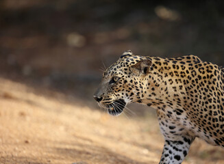 Leopard in habitat
