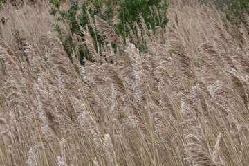 Ortigueira (A coruña)