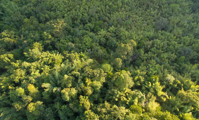 Fototapeta na wymiar top view forest background, big tree 