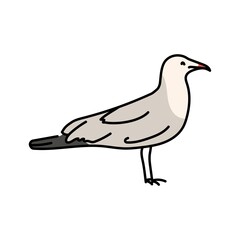 Gull color line illustration. Marine mammals.